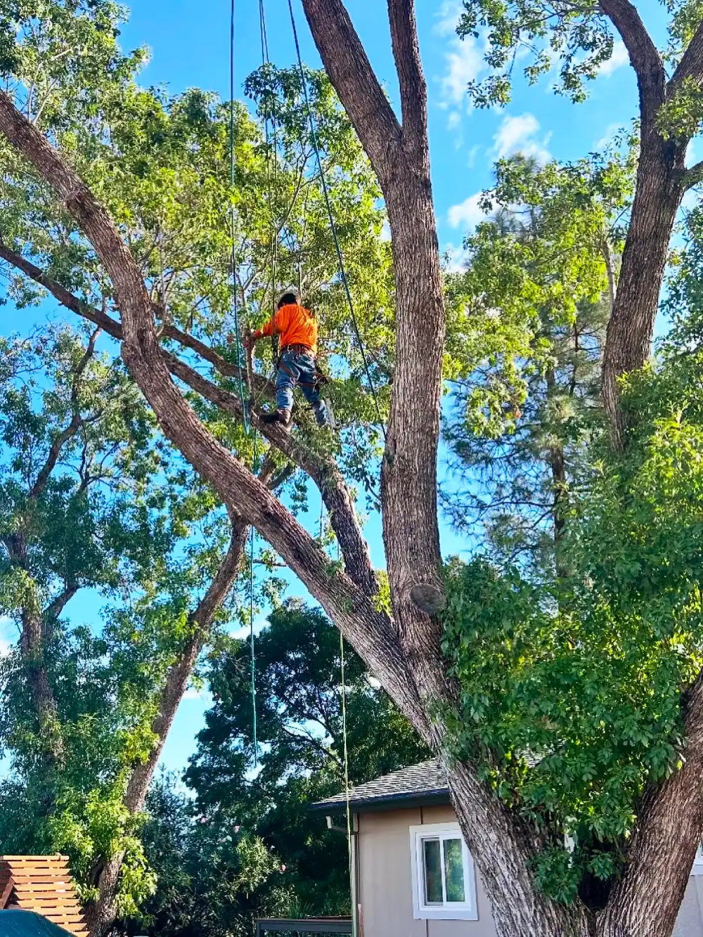 Tree-Climber-Trimming-Large-Branches
