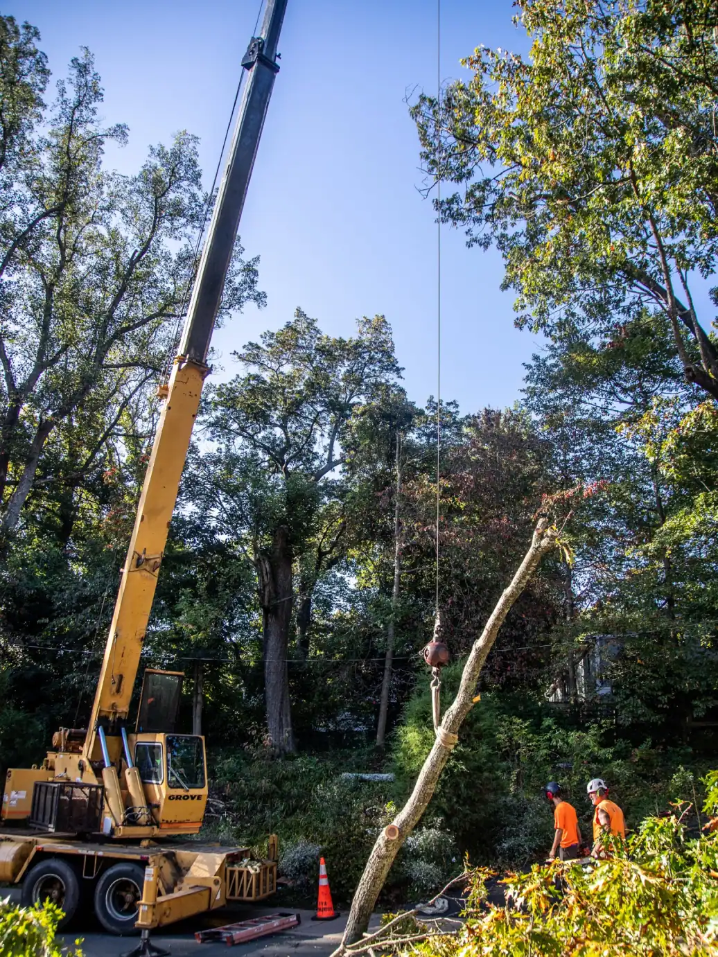 Crane-Lifting-Cut-Tree-Section