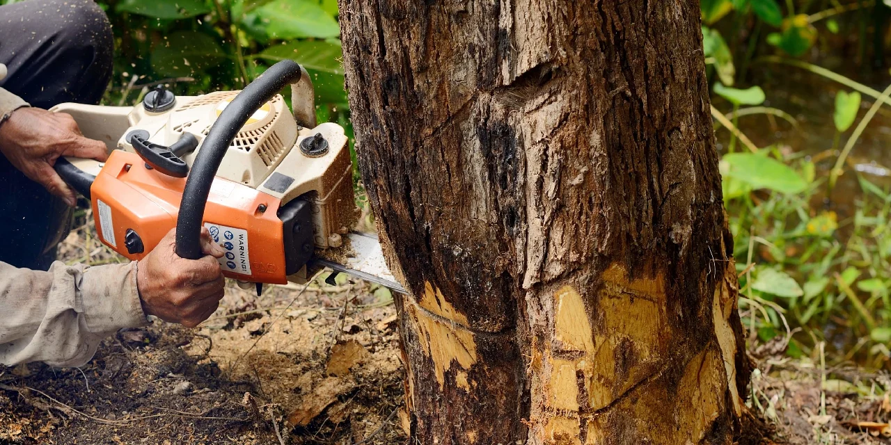 Tree-Removal-Service-Using-Chainsaw-On-Trunk