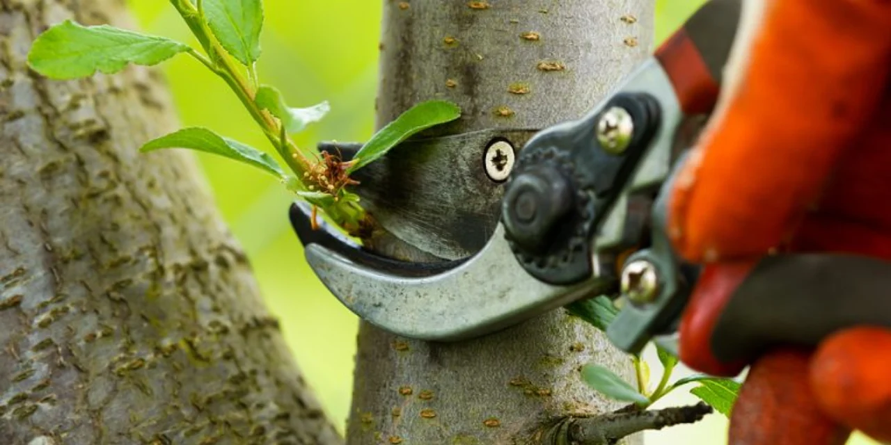Close-Up-Tree-Pruning-With-Pruning-Shears
