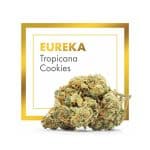 Indoor Eureka (Tropicana Cookies) CBD loreak – Cannactiva