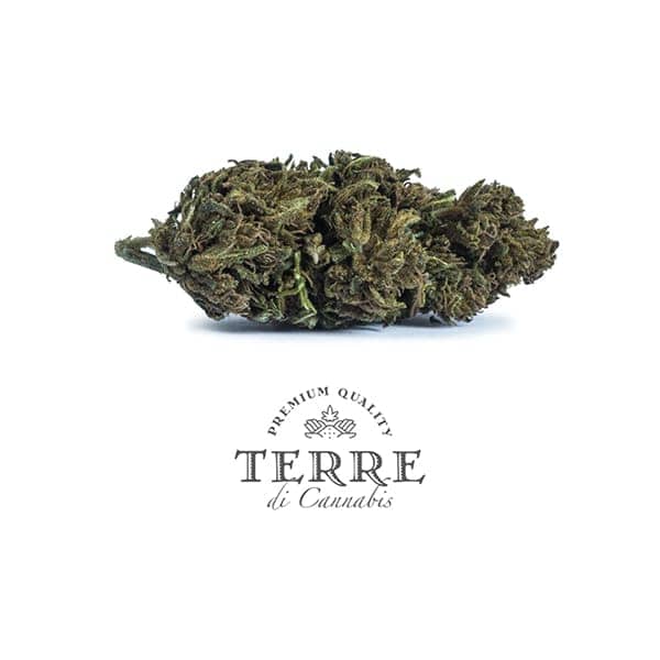 Flores de CBD Diva de Terre di Cannabis
