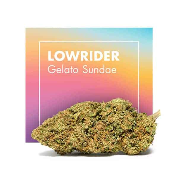 Low Rider (Gelato Sundae) CBD loreak – Cannactiva