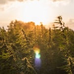 CBDa erabiltzen hasi beharko zenuke? Kontutan hartu beharreko 10 onura