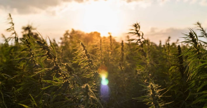 CBDa erabiltzen hasi beharko zenuke? Kontutan hartu beharreko 10 onura