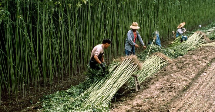 Kanabisaren erabilera terapeutikoa historian: antzinatasunetik gaur egunerarteko bilakaera