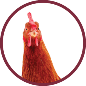 A brown chicken facing forward, set against a plain white background and framed by a maroon circular border.