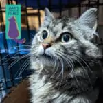 A long-haired gray tabby cat with wide eyes sits in front of a metal cage, with a sign showing a purple cat silhouette in the background.