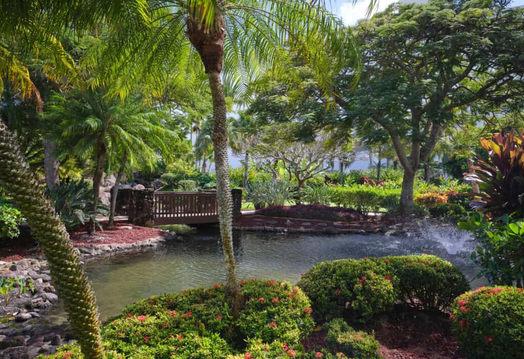 A tropical garden at the Royal Sonesta Kauai Resort featuring a serene pond surrounded by lush palm trees.