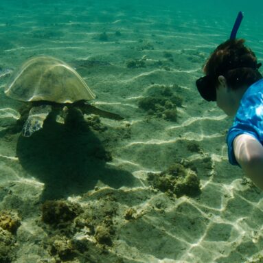 A man in a blue shirt and snorkel swims alongside a turtle at The Royal Sonesta Kauai Resort.