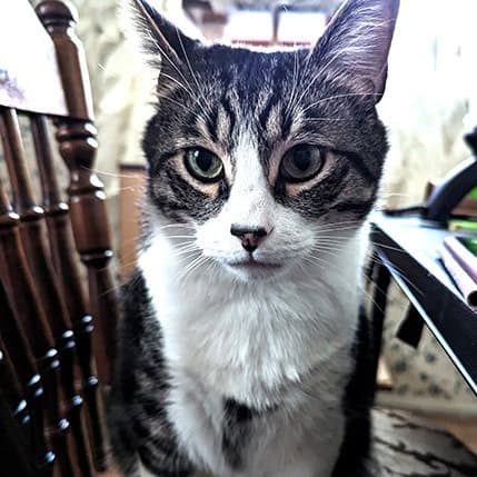 The image depicts a close-up portrait of a domestic cat with distinctive markings. The cat has a primarily white and dark grey coat, with a symmetrical pattern that includes a dark stripe running down the center of its face, encircled by white fur. The cat's eyes are striking, and it has a serious, attentive expression. The background is slightly blurred, highlighting the cat's features, and the image captures the texture of the cat’s fur and its sharp, focused gaze.