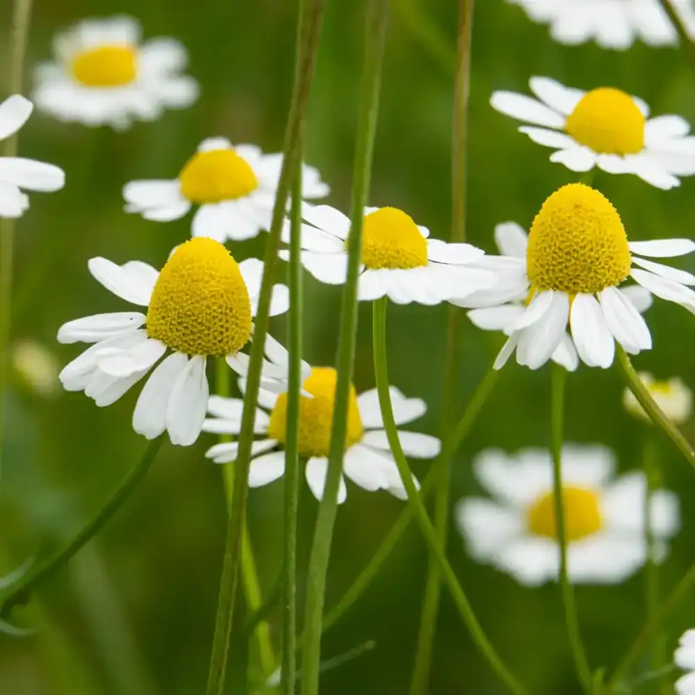 Chamomile flowers are dainty with white petals and a large yellow center and have an apple scent.