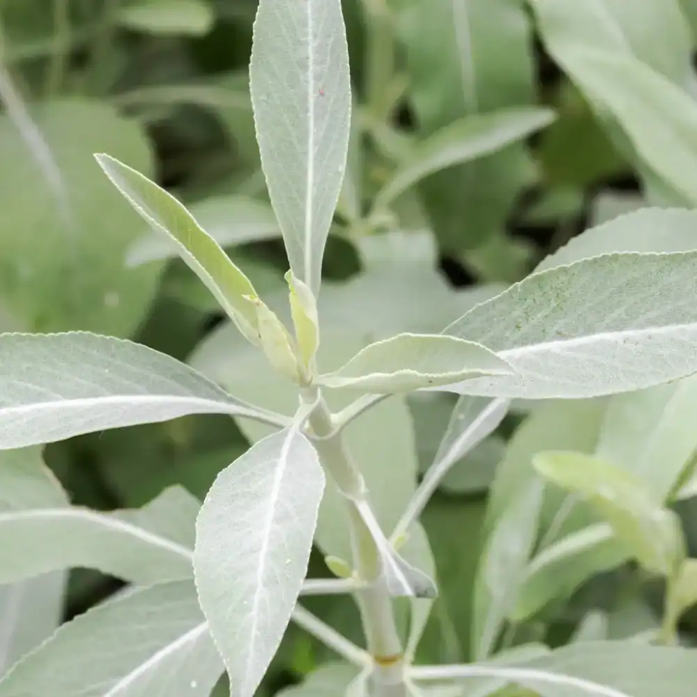 The leaves of sage are powdery and almost gray with a soft feel. This herb is a symbol of beginnings because it clears old patterns and creates space for renewal.