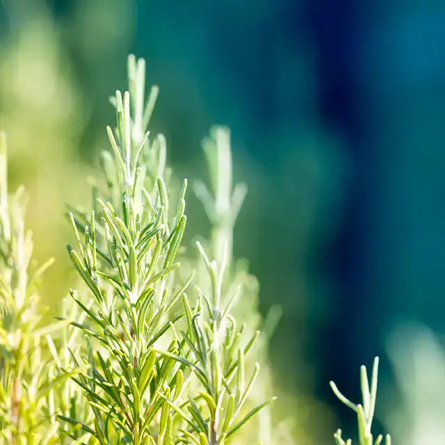 rosemary looks beautiful in the sunshine