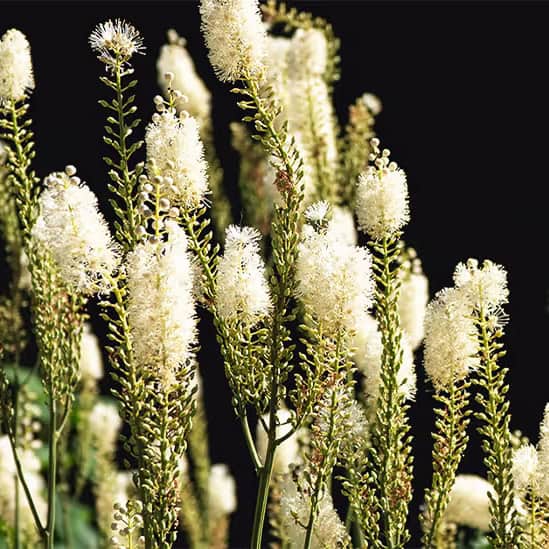 Black Cohosh in the wild. Never ingest black cohosh. It is toxic.