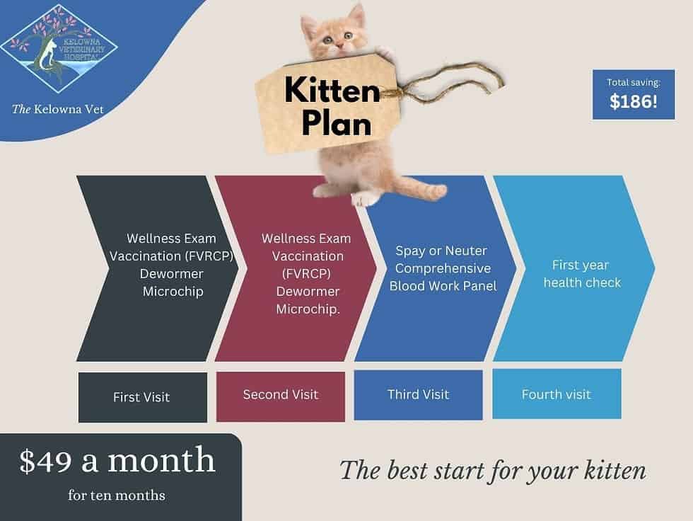 Kitten Plan