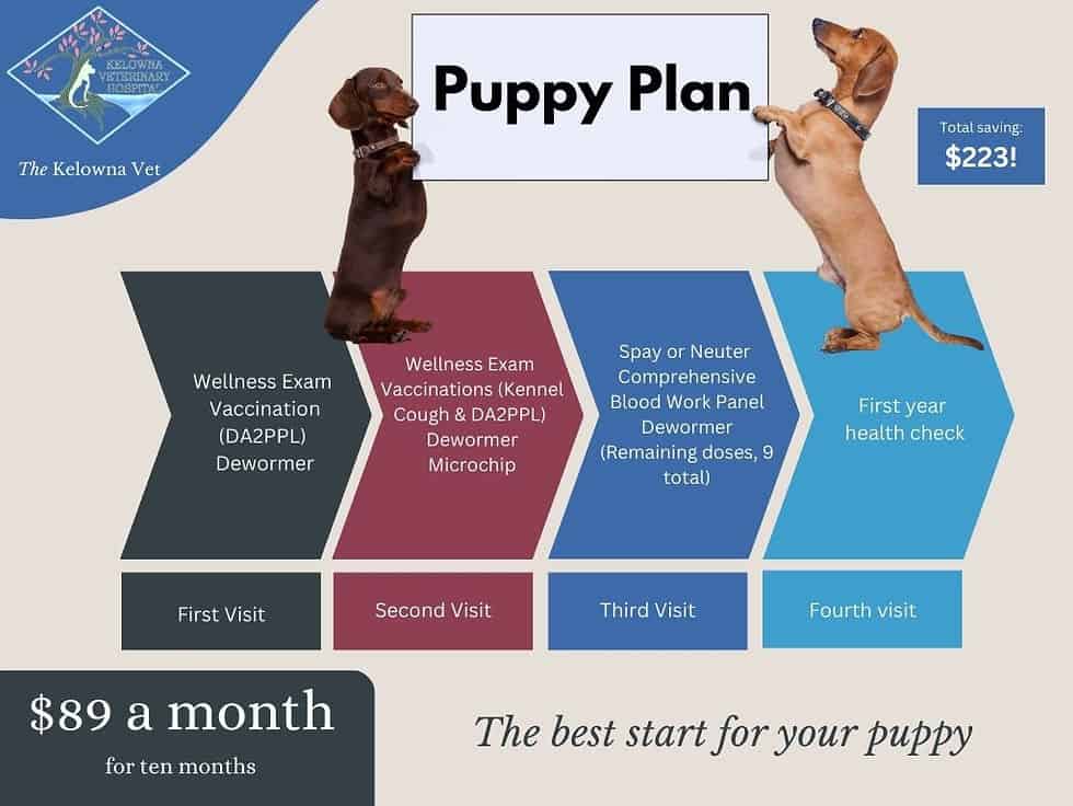 Puppy Plan