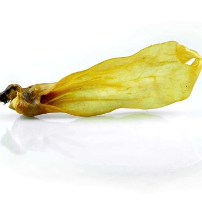 Ziegen ohren