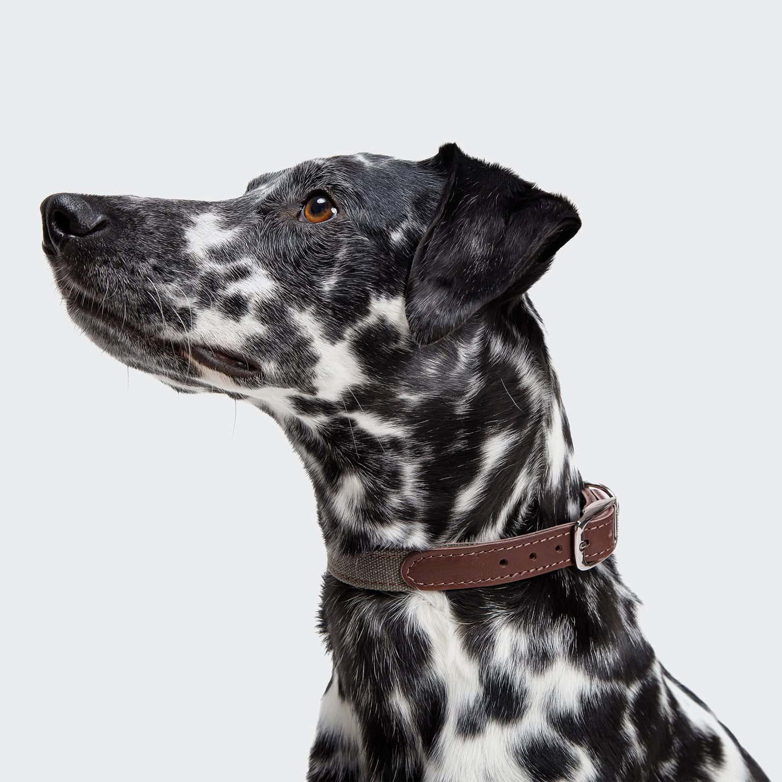 Cloud 7 - Hundehalsband Tivoli Olive – Bild 4