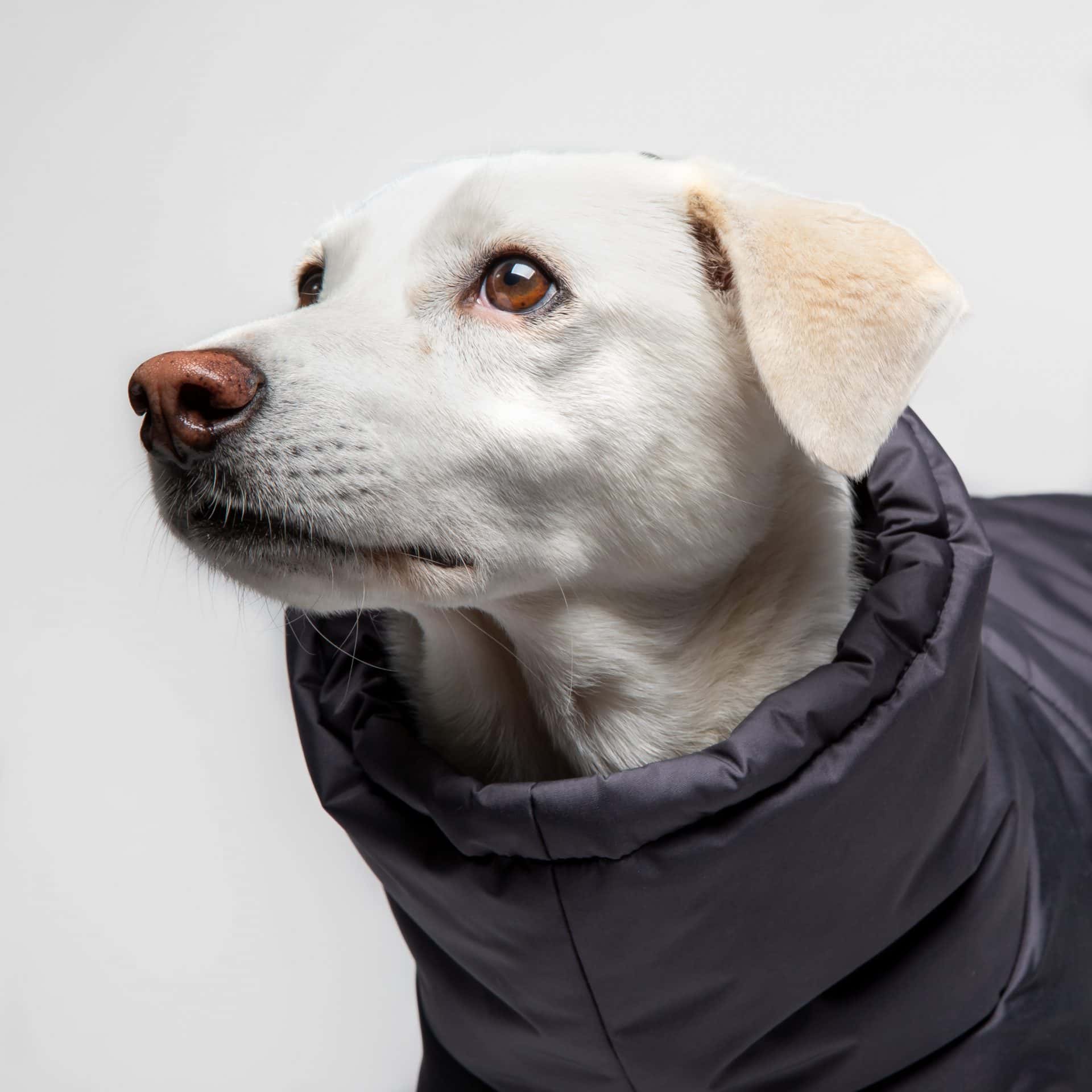 Cloud 7 - Hundemantel Yukon Stone Grey – Bild 3