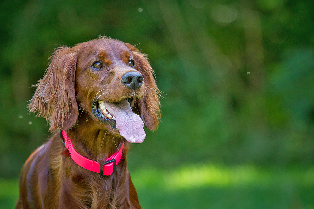 Treusinn - Halsband BioThane® Stay braun – Bild 3