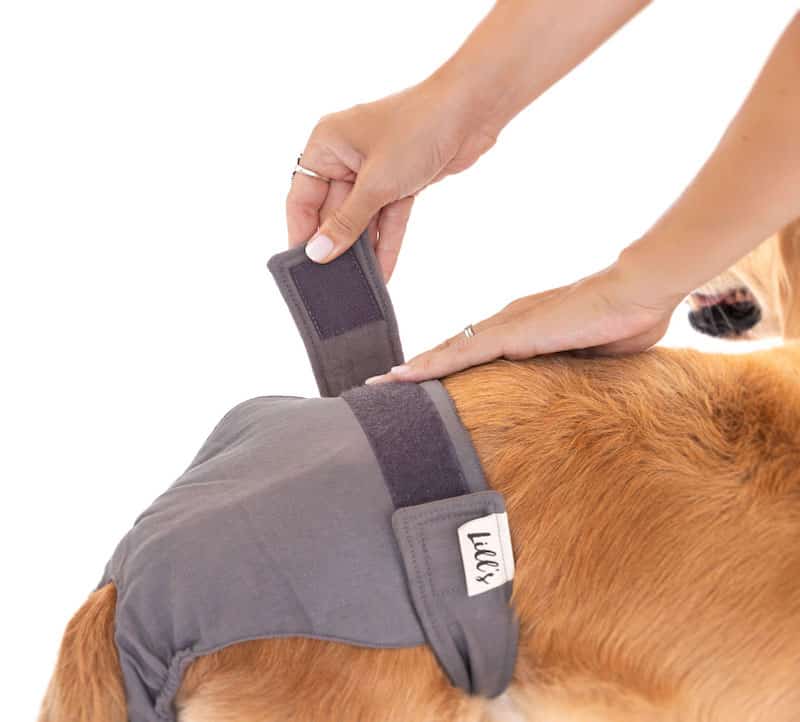 Lill´s - Läufigkeitshöschen – Bild 10