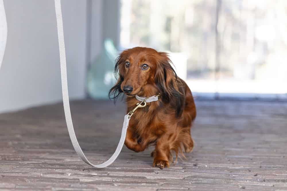 Designed by Lotte - Halsband Velura Grau – Bild 5