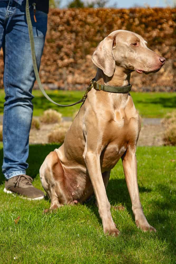 Designed by Lotte - Hundeleine Velura Grün – Bild 4