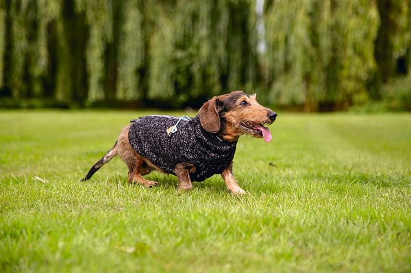 Beeztees - Hundepullover Celia Dunkelgrau – Bild 5