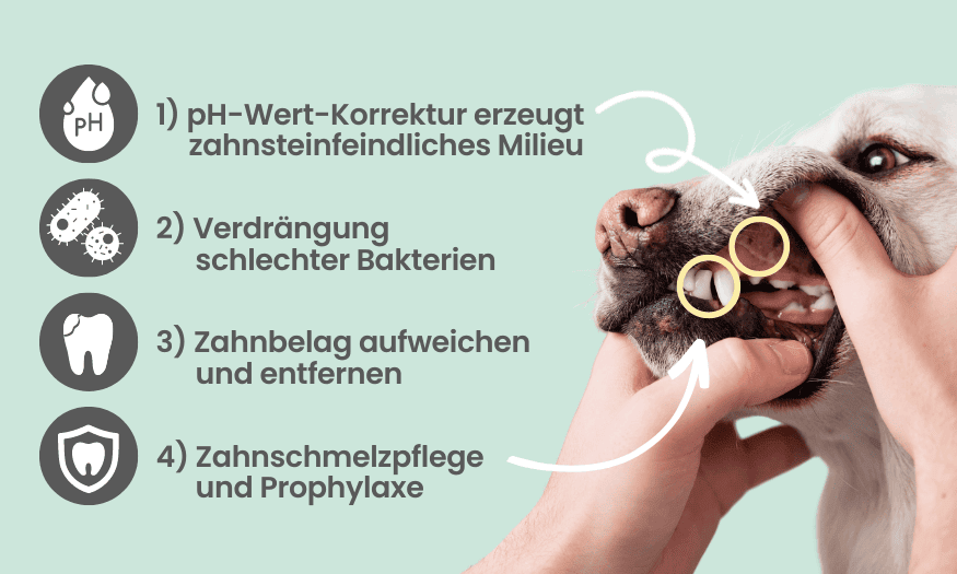 Noms+ - Dentalspray – Bild 5