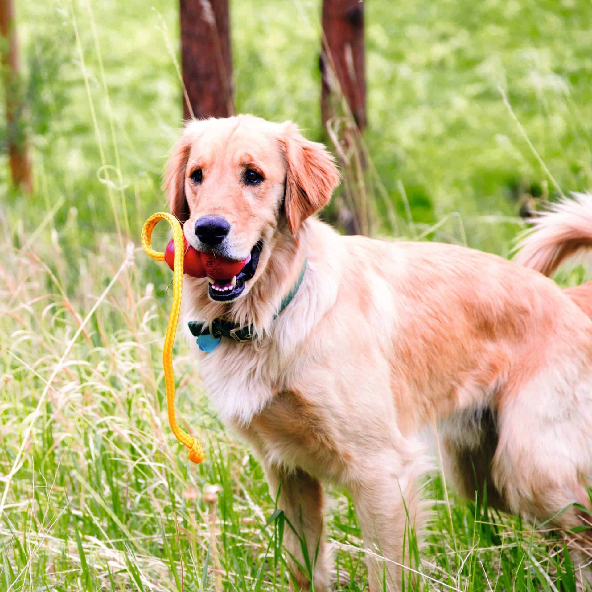 Kong - Classic Kong rot mit Tau – Bild 2