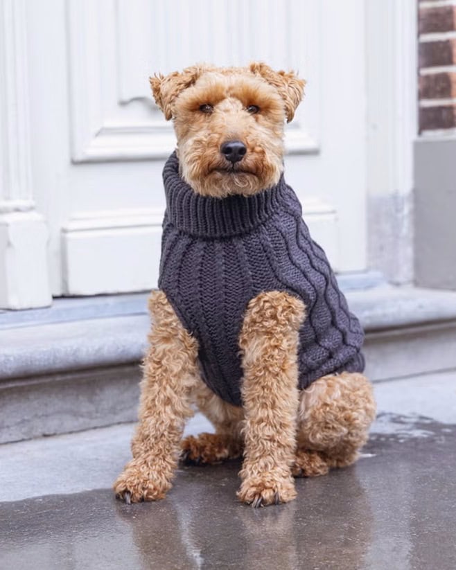 Designed by Lotte - Hundepullover Haida beige – Bild 4