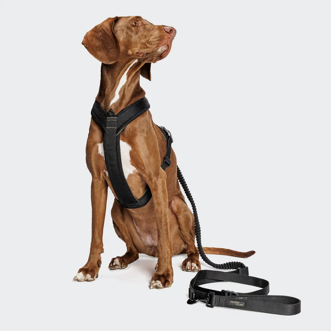 Cloud 7 - Jogging-Leine Aktiv Black – Bild 6