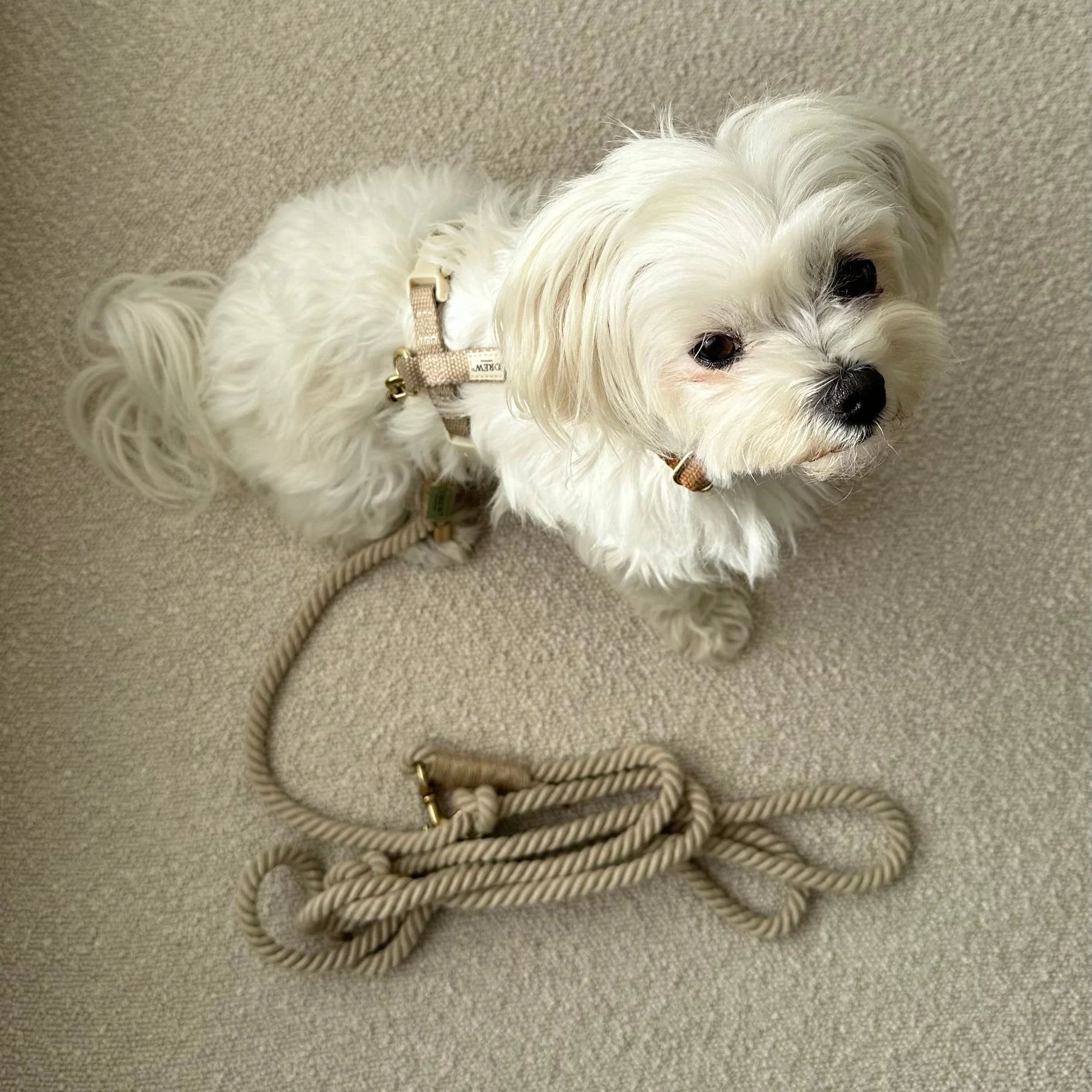 Drew´s Dogwear - Leine Beige Standard – Bild 3