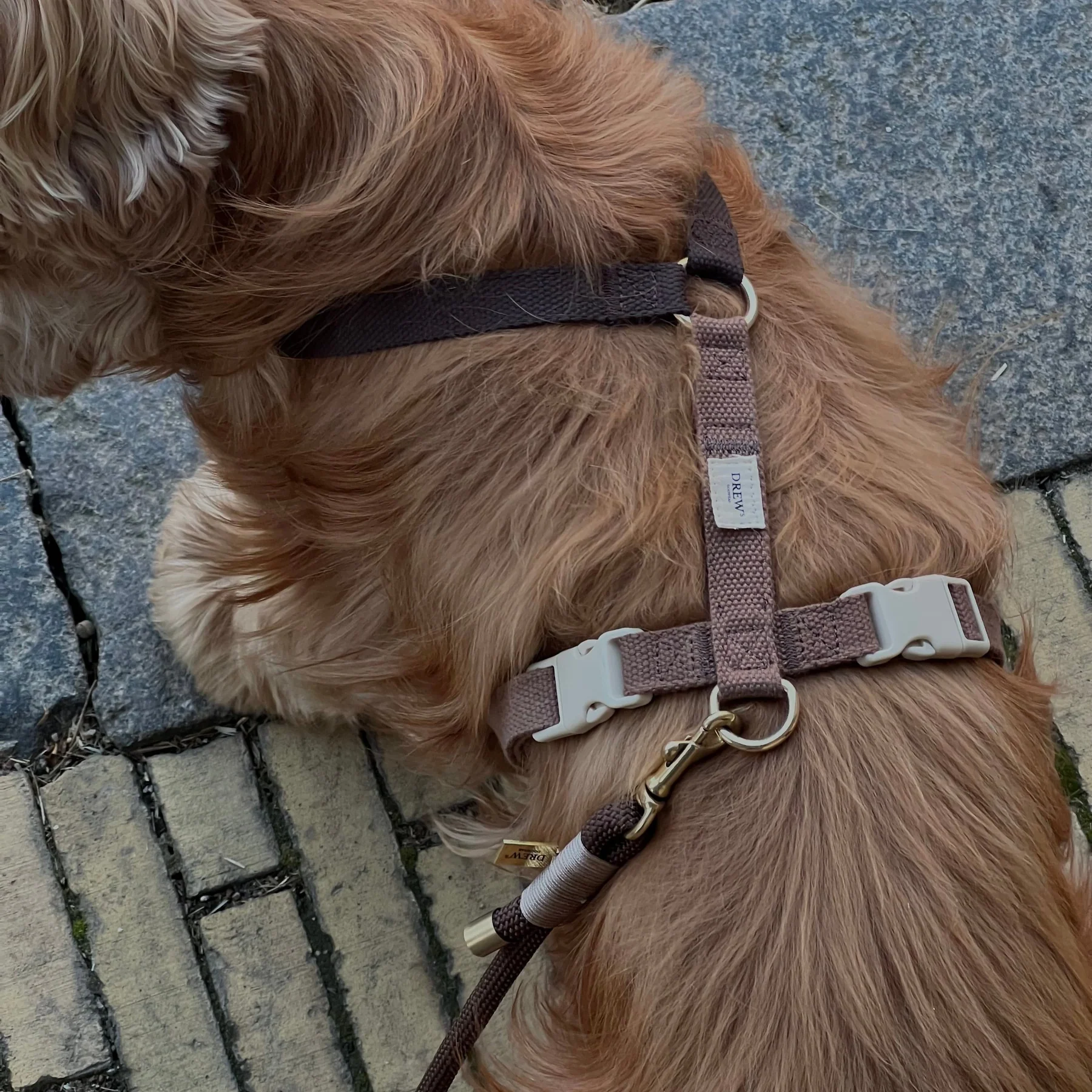 Drew´s Dogwear - Geschirr Chocolate – Bild 5