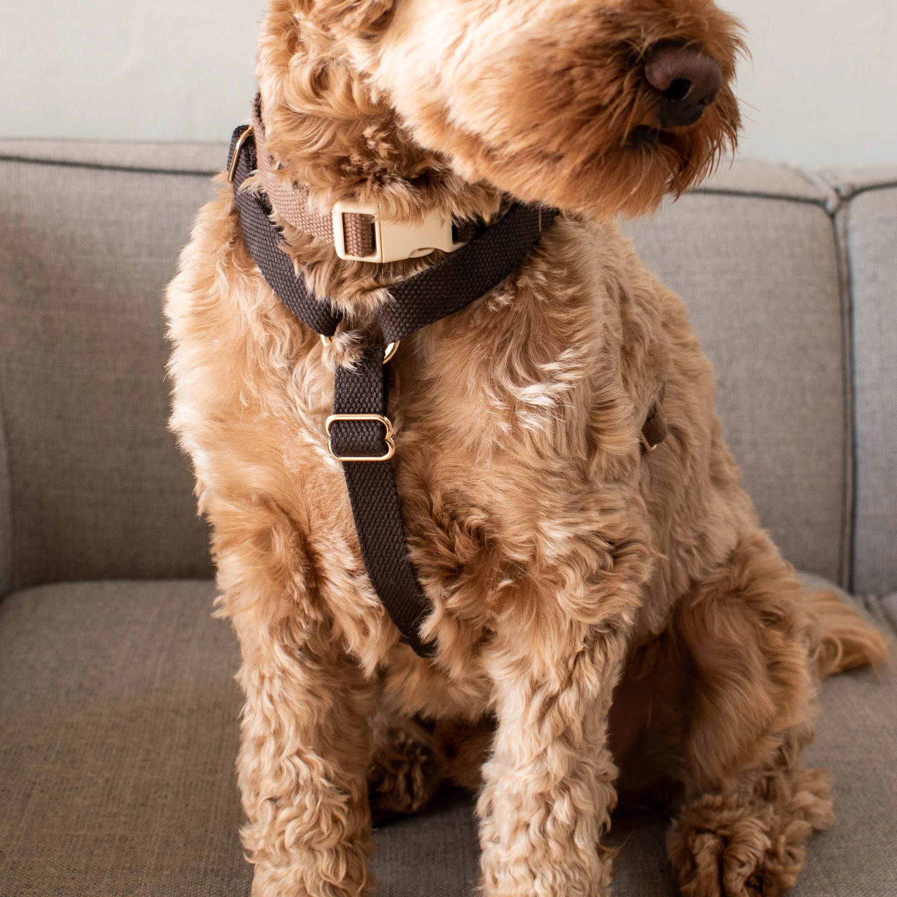 Drew´s Dogwear - Geschirr Chocolate – Bild 2