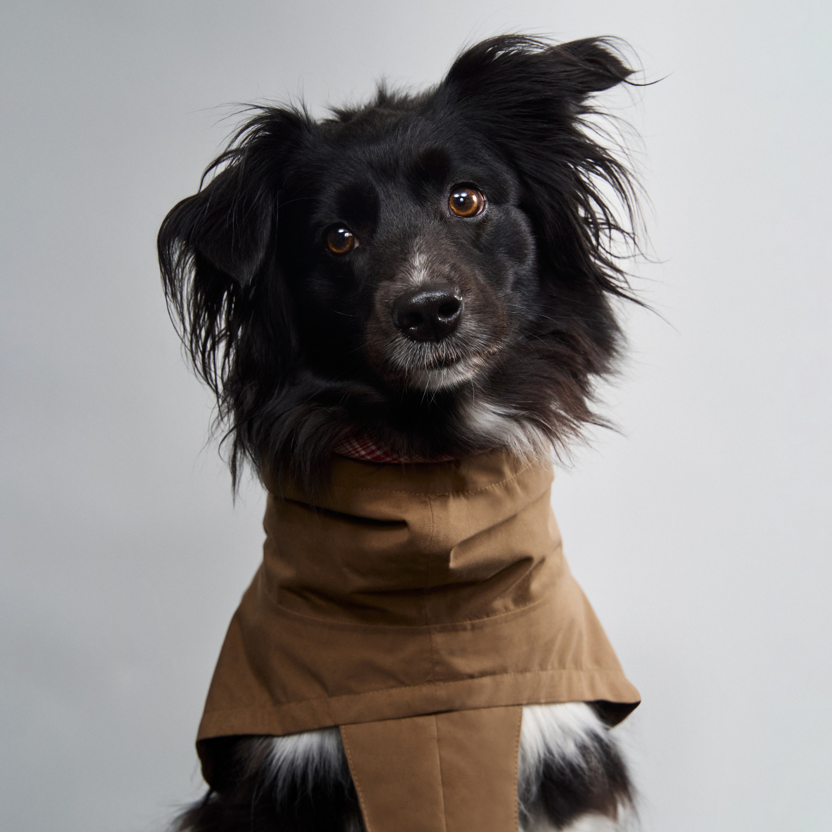 Hundefoto mit schwarzem Border Collie in braunem Hundemantel, Nahaufnahme, Kiezhund Hundeshop, hochwertiges Hundefutter, Hundezubehör, Hundetraining, stylische Hundemode, bester Hundeladen, Hundebedarf online.