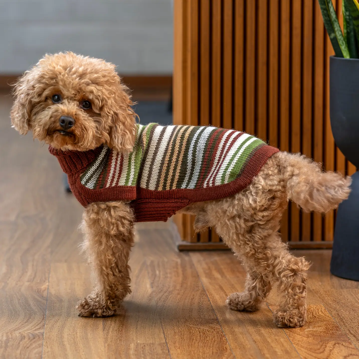Hundefotografie mit Hund in Strickpullover vor modernem Einrichtungsstil, Haustier-Mode, Hundebekleidung, Hundeshop, Kiezhund.