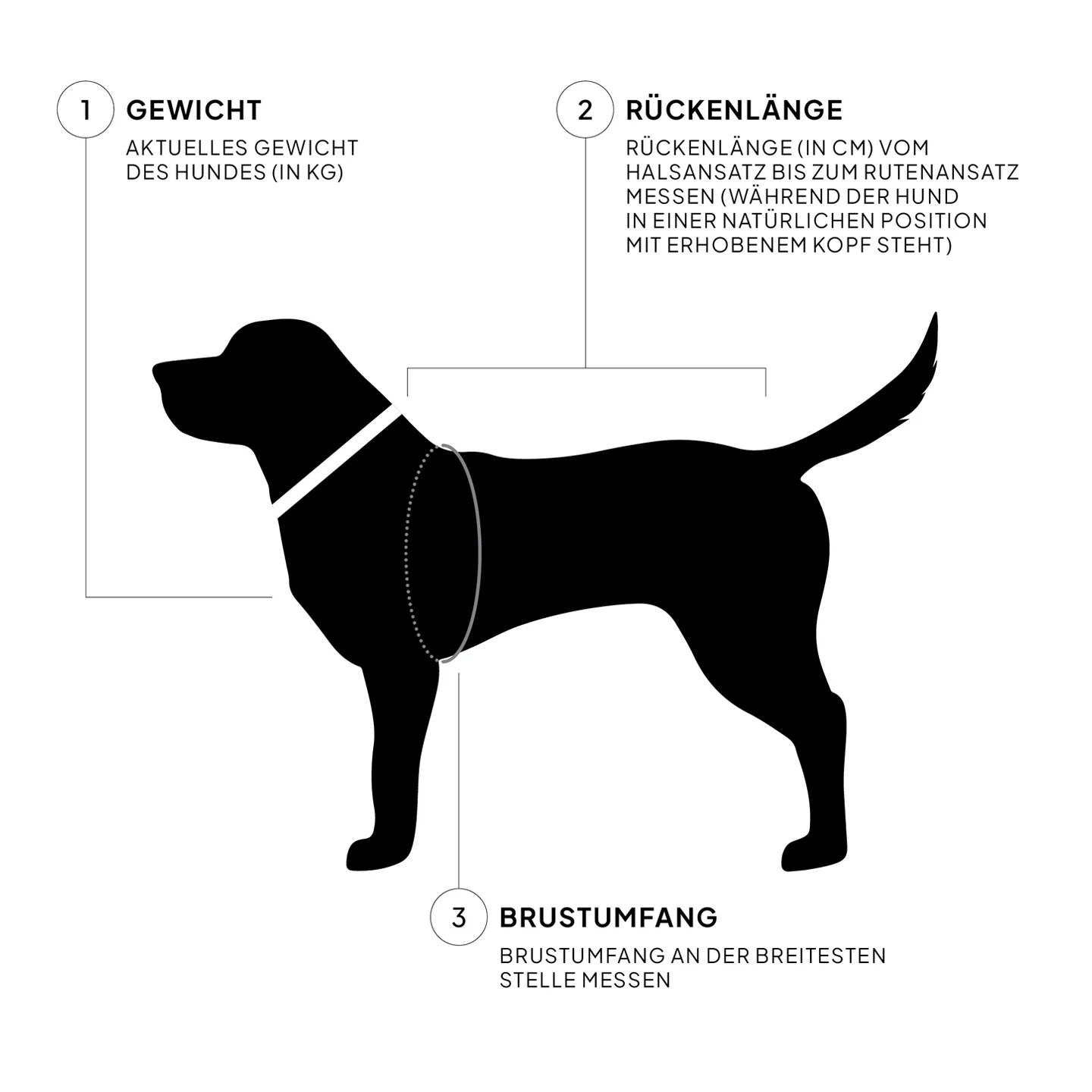 Hunde Maßen – Gewicht, Rückenlänge und Brustumfang für die richtige Hundegeschirranpassung.