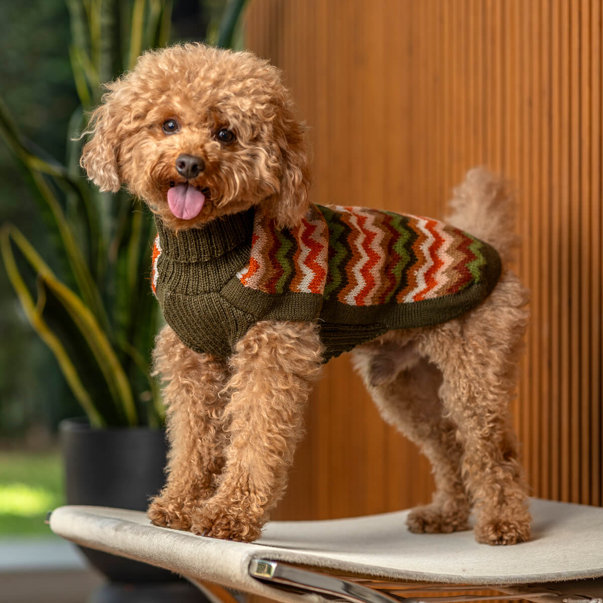 Hunderose mit Pullover, Mode für kleine Hunde, kuscheligiessige Hundebekleidung, Kiezhund Hundeshop, Hundemode, Hundeaccessoires, stilvolle Hundekleidung, Wintermantel für Hunde, Hundemode online kaufen.