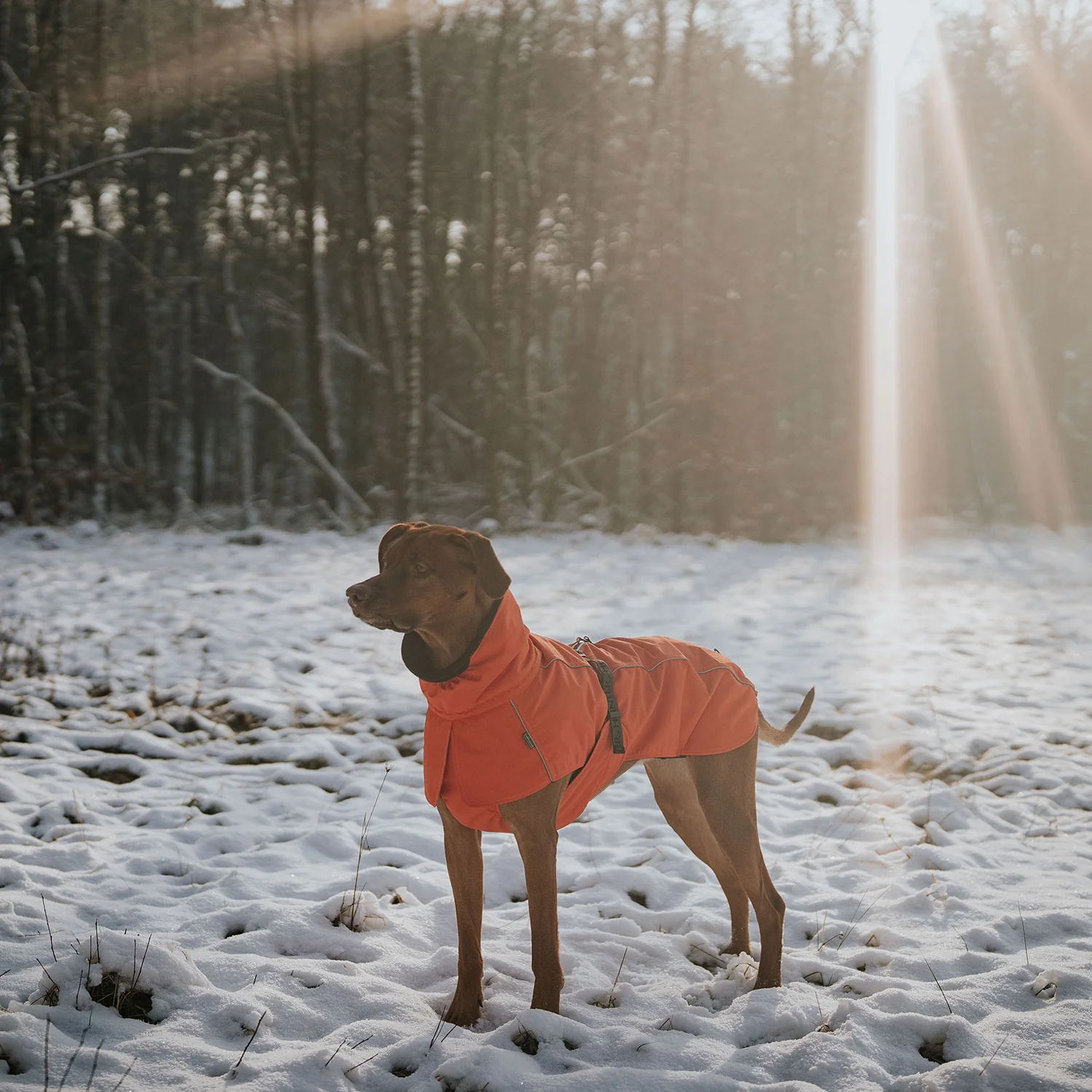 Hunderose in warm roter Hundebekleidung im verschneiten Winterwald, ideal für Winterspaziergänge.