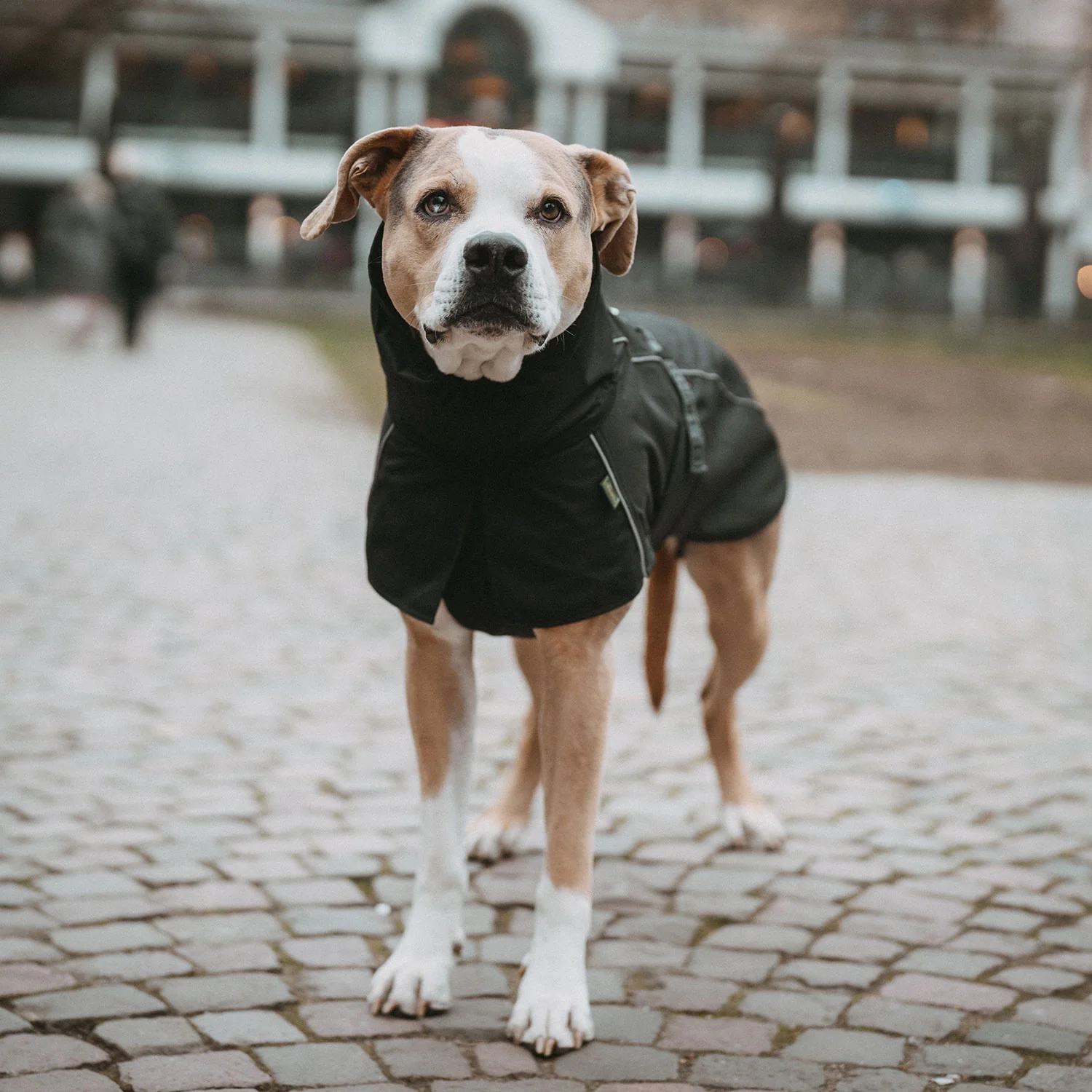 Hundefelljacke, winddicht, witterungsbeständig, Hundebekleidung, Hundeshop, Kiezhund Hundeshop, warme Hundemantel, Outdoor Hundepullover, Accessoires für Hunde, Komfortabler Hundeschutz, Hundemantel für Winter und Regen, Hundezubehör, Hundemode, praktische Hundebekleidung.