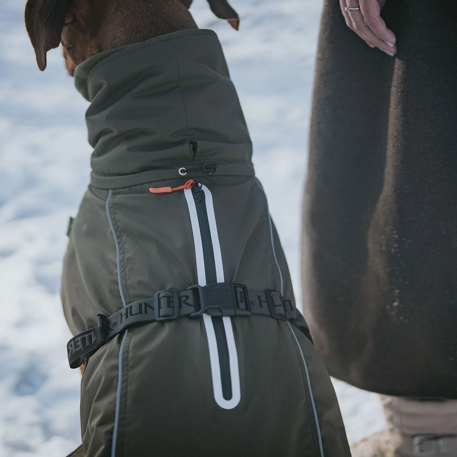 Robuster Hundegeschirrgurt mit wasserdichtem Hundemantel für Winterspaziergänge, Hundefutter und Zubehör bei Kiezhund Hundeshop.