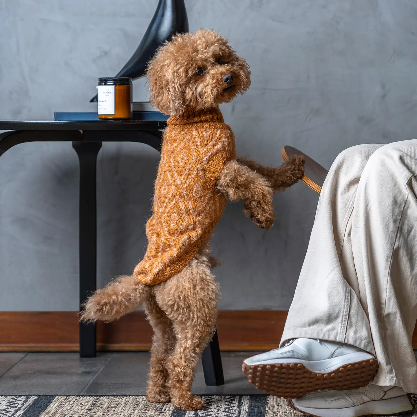 Hundefashion, Hundetrends, Hundemode, Hundeschönheit, Hundepflege, Hundezubehör, Hundekleidung, Hundemoden, Hundesach, Hundegeschäft, Hundeshop, Tierbedarf, Hundemode online, stilvolle Hundebekleidung, Hundemode kaufen, Hundemode für jede Jahreszeit, hochwertiges Hundezubehör, Hundemode für kleine und große Hunde, Kiezhund Hundeshop, Hundemode Trends 2023.