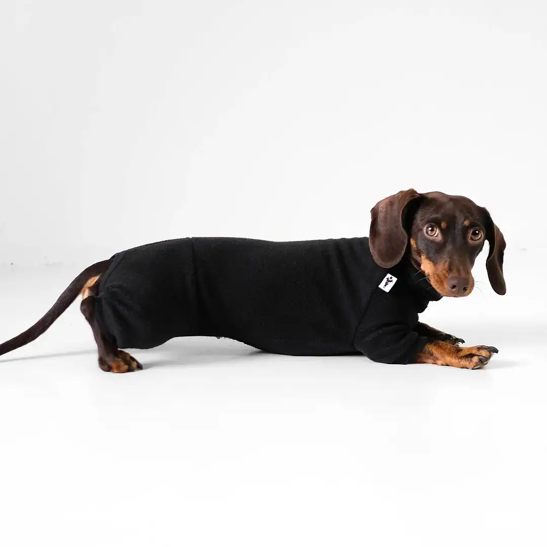 Hund im schwarzen Hundebekleid, Dackel-Look, bequem, modisch, Hundeshop, Kiezhund.