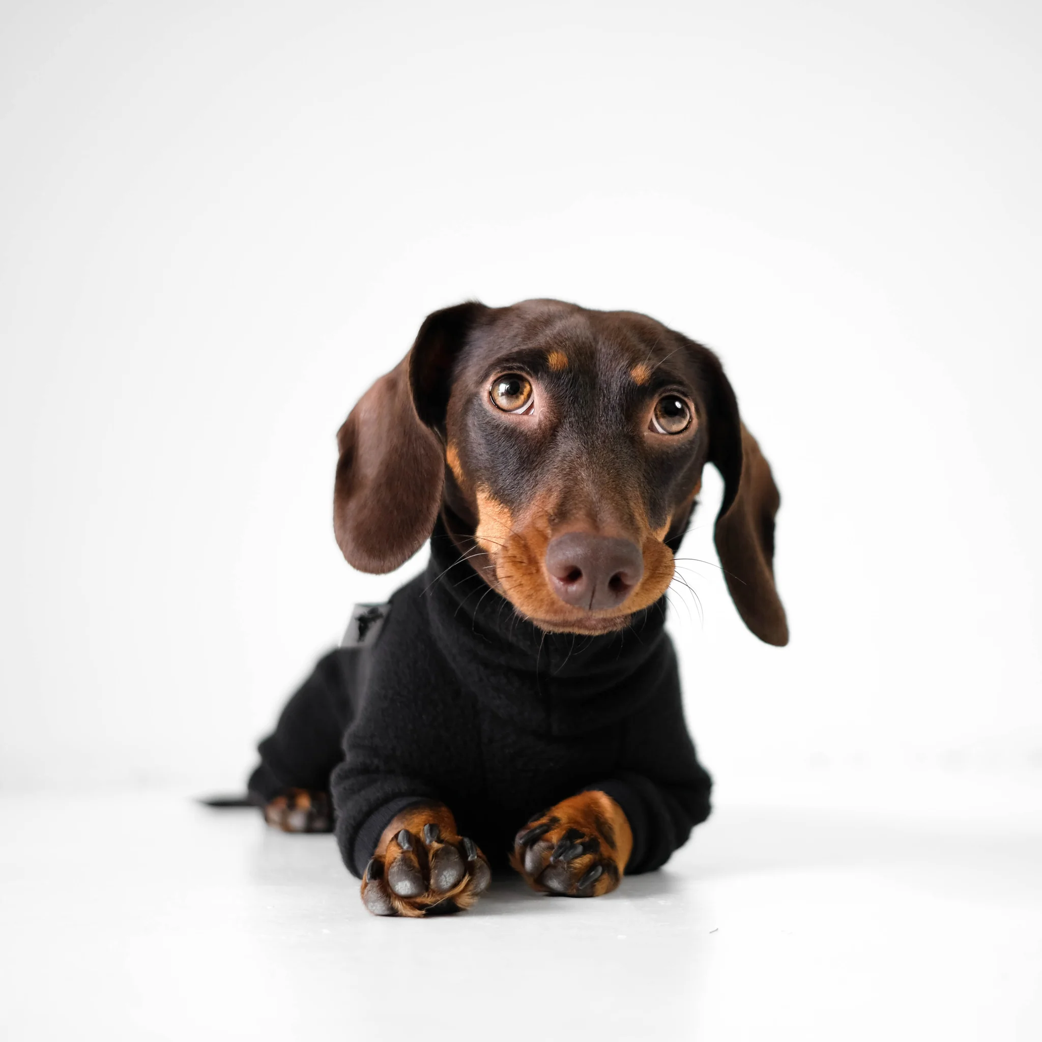 Niedlicher Dackel im schwarzen Pullover auf weißem Hintergrund, perfekt für Hundeshop, Hundezubehör und Tierbedarf.
