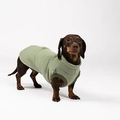 Hund im Hundeshop Kiezhund trägt Hundepullover in grüner Farbe, geeignet für kleine Rassen, stilvoll und warm, perfekt für den Winter.