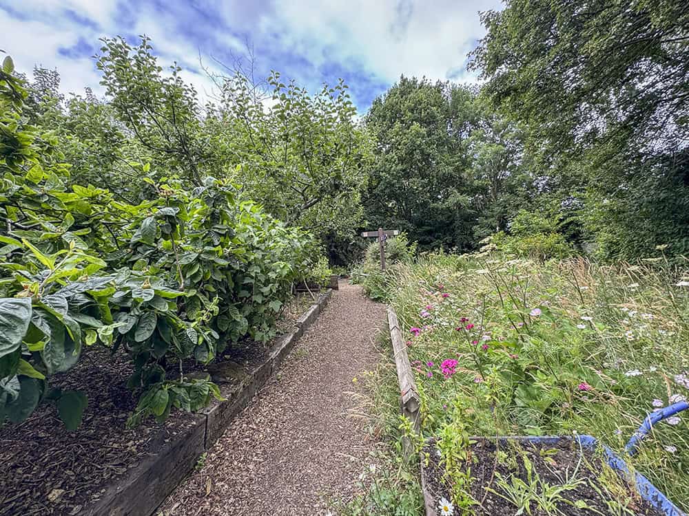 Outside at Hollybush showing a woodchip path between garden beds.