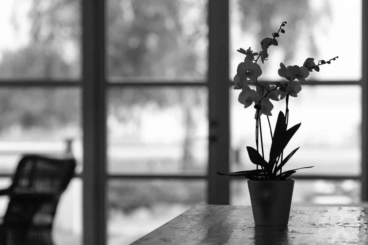 Smuk orkidé i blomstervase foran vindue på Knudhule Badehotel.