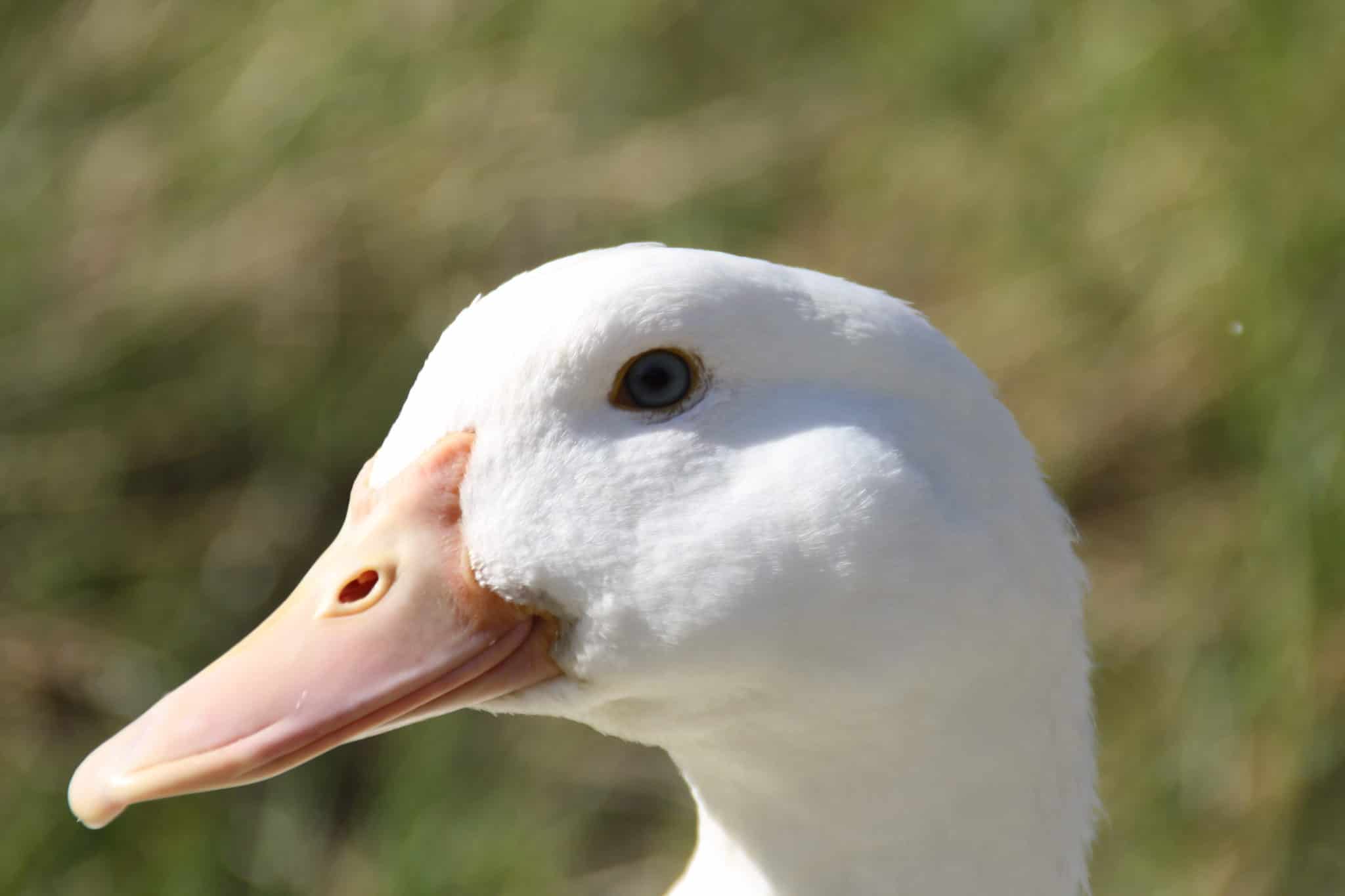 Naturlig and tilpasset badehotel med fokus på dyreliv og fredelige omgivelser.
